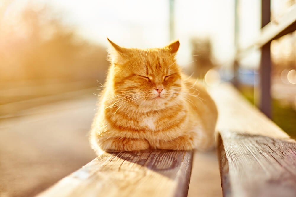 日なたで眠る地域猫