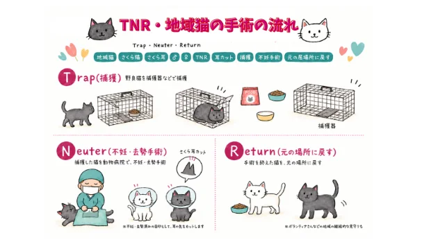 TNR・地域猫の手術の流れ